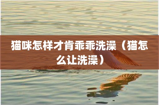 猫咪怎样才肯乖乖洗澡（猫怎么让洗澡）