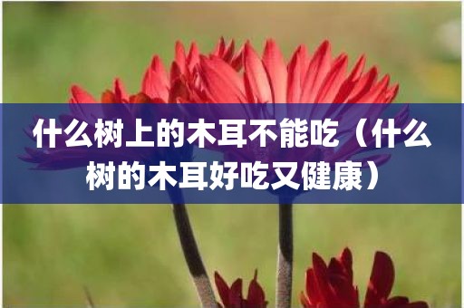 什么树上的木耳不能吃（什么树的木耳好吃又健康）