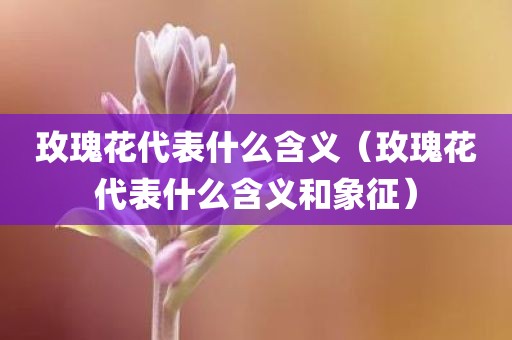 玫瑰花代表什么含义（玫瑰花代表什么含义和象征）