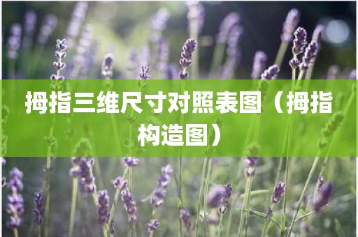 拇指三维尺寸对照表图（拇指构造图）