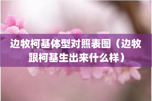 边牧柯基体型对照表图（边牧跟柯基生出来什么样）