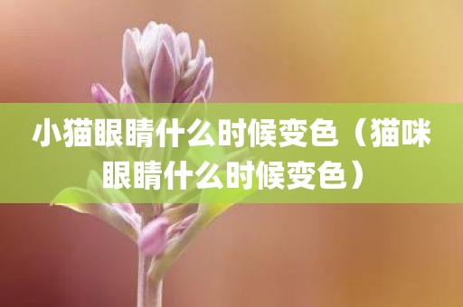 小猫眼睛什么时候变色（猫咪眼睛什么时候变色）