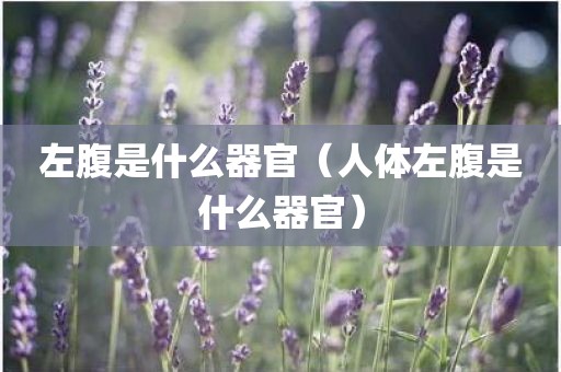 左腹是什么器官（人体左腹是什么器官）