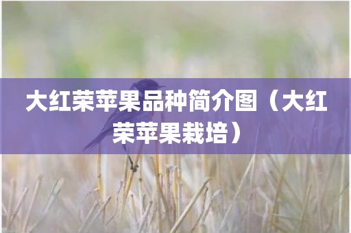 大红荣苹果品种简介图（大红荣苹果栽培）
