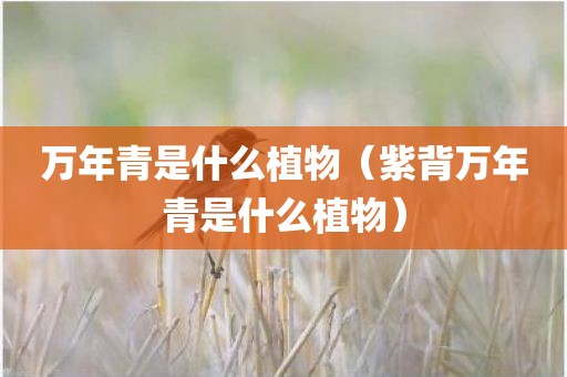 万年青是什么植物（紫背万年青是什么植物）