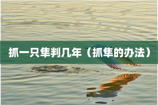 抓一只隼判几年（抓隼的办法）