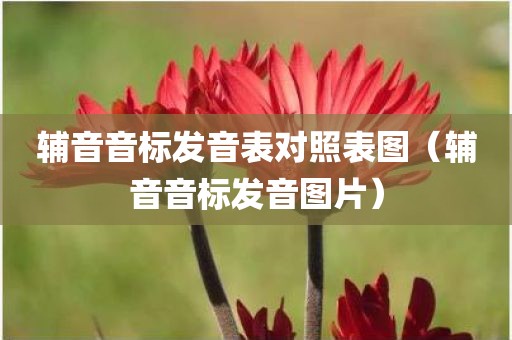 辅音音标发音表对照表图（辅音音标发音图片）