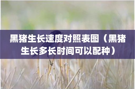 黑猪生长速度对照表图（黑猪生长多长时间可以配种）
