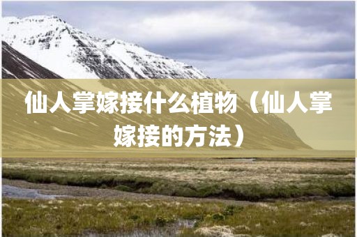 仙人掌嫁接什么植物(仙人掌嫁接的方法)