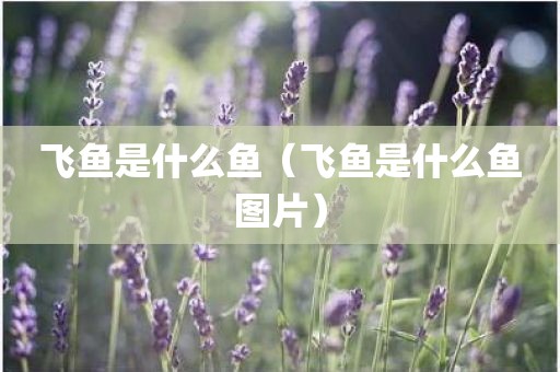 飞鱼是什么鱼(飞鱼是什么鱼图片)