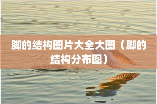 脚的结构图片大全大图（脚的结构分布图）