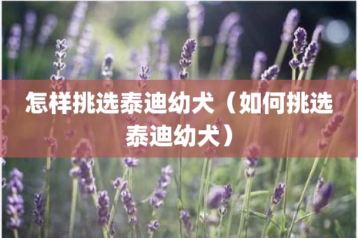 怎样挑选泰迪幼犬（如何挑选泰迪幼犬）