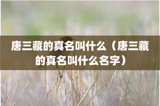 唐三藏的真名叫什么（唐三藏的真名叫什么名字）