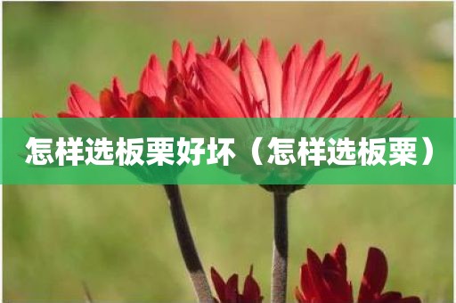 怎样选板栗好坏（怎样选板粟）