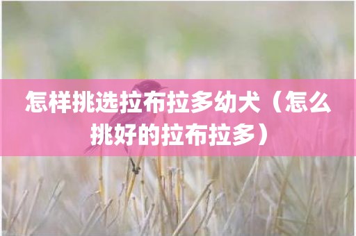 怎样挑选拉布拉多幼犬（怎么挑好的拉布拉多）