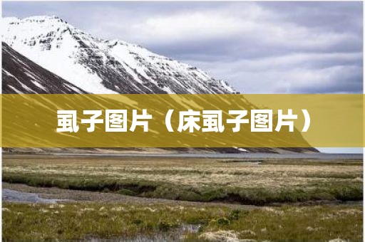 虱子图片（床虱子图片）