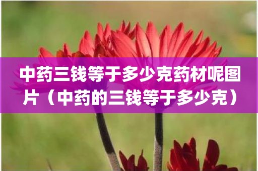 中药三钱等于多少克药材呢图片（中药的三钱等于多少克）