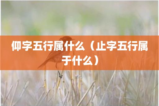 仰字五行属什么（止字五行属于什么）