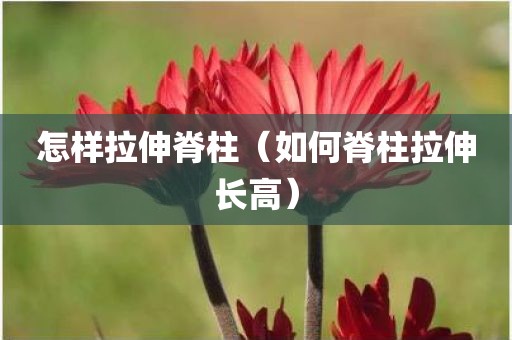 怎样拉伸脊柱（如何脊柱拉伸长高）