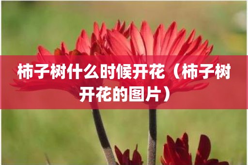 柿子树什么时候开花（柿子树开花的图片）