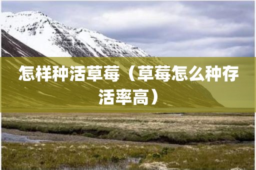 怎样种活草莓（草莓怎么种存活率高）