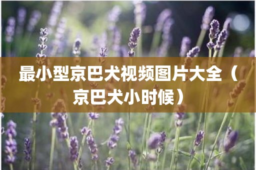 最小型京巴犬视频图片大全（京巴犬小时候）