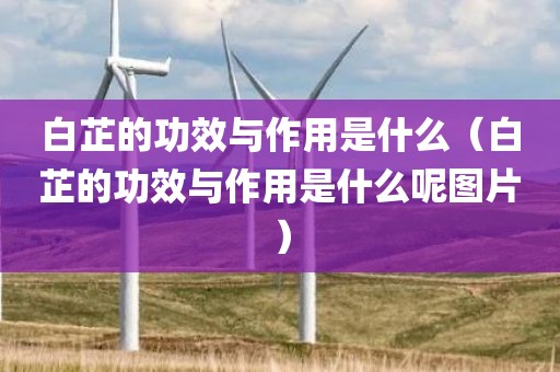 白芷的功效与作用是什么(白芷的功效与作用是什么呢图片)