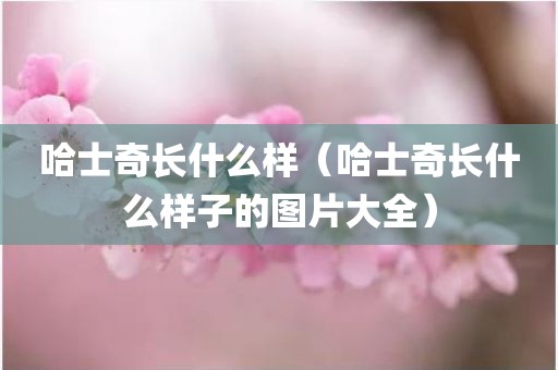 哈士奇长什么样（哈士奇长什么样子的图片大全）