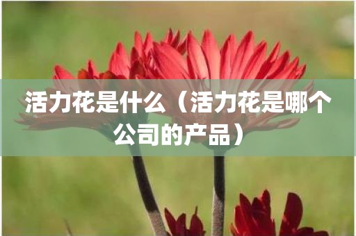 活力花是什么（活力花是哪个公司的产品）