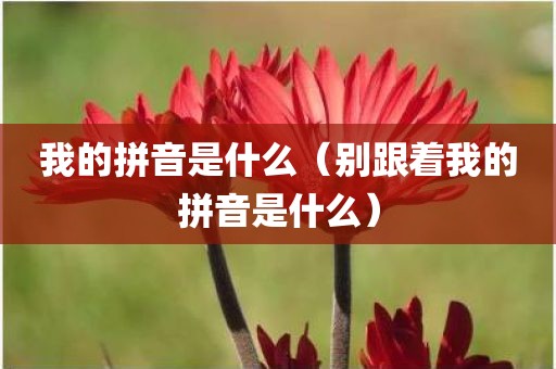 我的拼音是什么（别跟着我的拼音是什么）