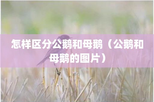 怎样区分公鹅和母鹅（公鹅和母鹅的图片）