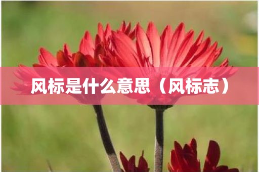 风标是什么意思（风标志）