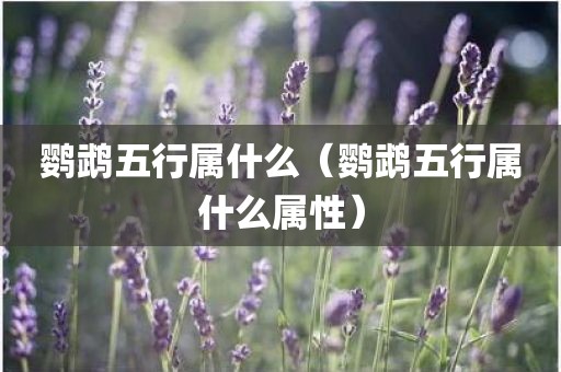 鹦鹉五行属什么（鹦鹉五行属什么属性）