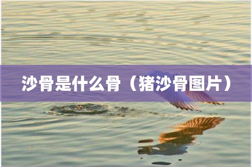 沙骨是什么骨（猪沙骨图片）