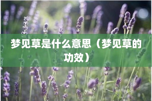 梦见草是什么意思（梦见草的功效）