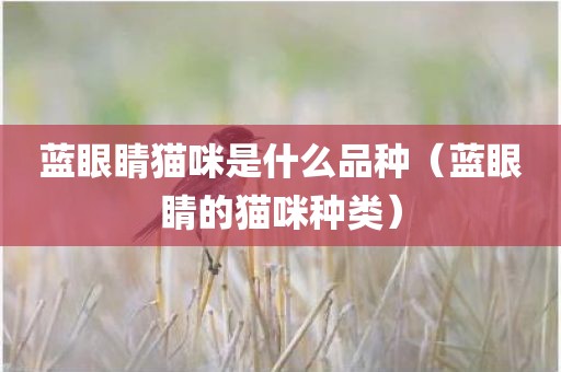 蓝眼睛猫咪是什么品种（蓝眼睛的猫咪种类）