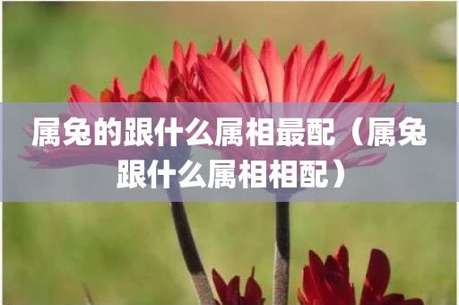 属兔的跟什么属相最配（属兔跟什么属相相配）