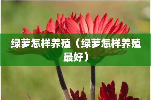 绿萝怎样养殖（绿萝怎样养殖最好）