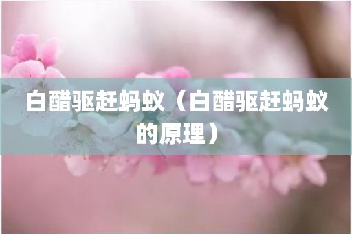 白醋驱赶蚂蚁（白醋驱赶蚂蚁的原理）