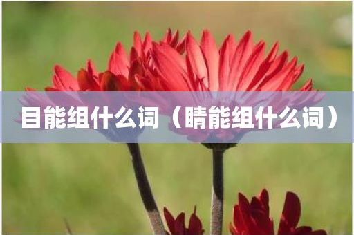 目能组什么词（睛能组什么词）