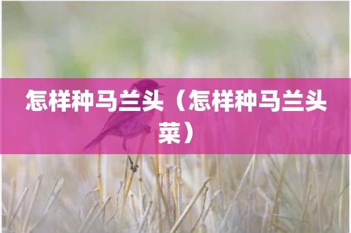 怎样种马兰头（怎样种马兰头菜）