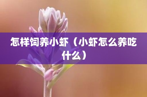 怎样饲养小虾（小虾怎么养吃什么）