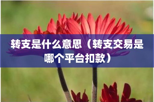 转支是什么意思（转支交易是哪个平台扣款）