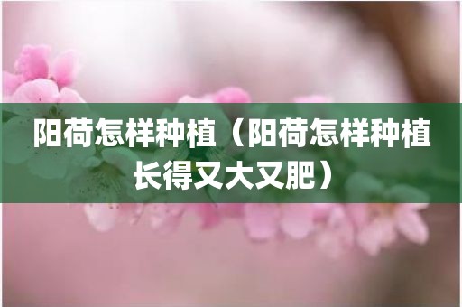 阳荷怎样种植（阳荷怎样种植长得又大又肥）