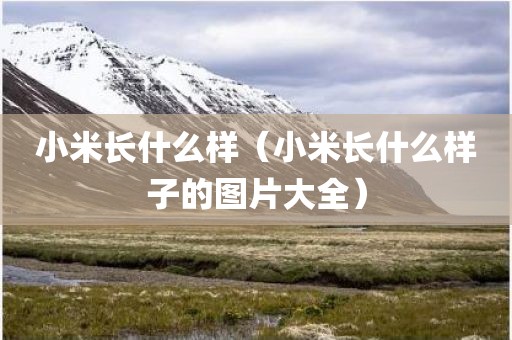 小米长什么样(小米长什么样子的图片大全) 小米长什么样(小米长什么样子的图片大全)