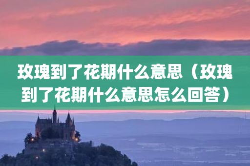 玫瑰到了花期什么意思（玫瑰到了花期什么意思怎么回答）