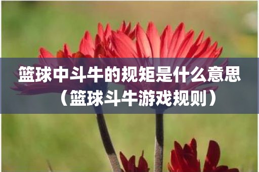 篮球中斗牛的规矩是什么意思（篮球斗牛游戏规则）