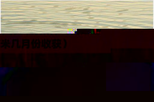 夏播玉米什么时候种（夏播玉米几月份收获）