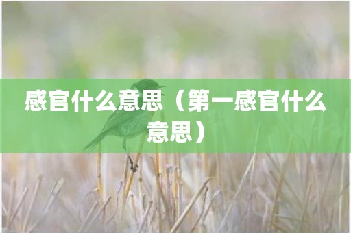 感官什么意思（第一感官什么意思）