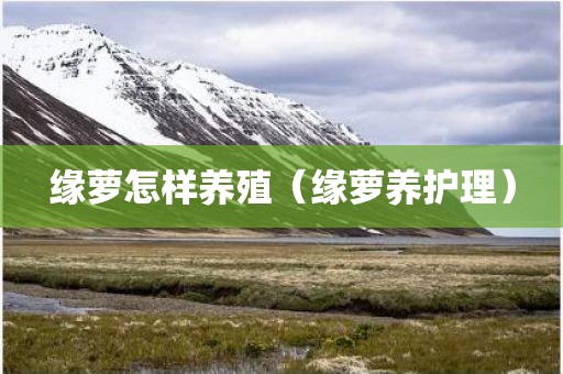缘萝怎样养殖（缘萝养护理）